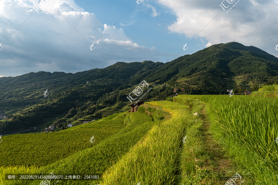 贵州梯田