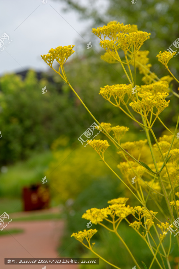 黄花败酱