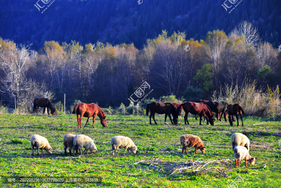 新疆草原马羊