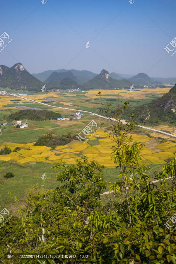 金色稻田秋收秋景