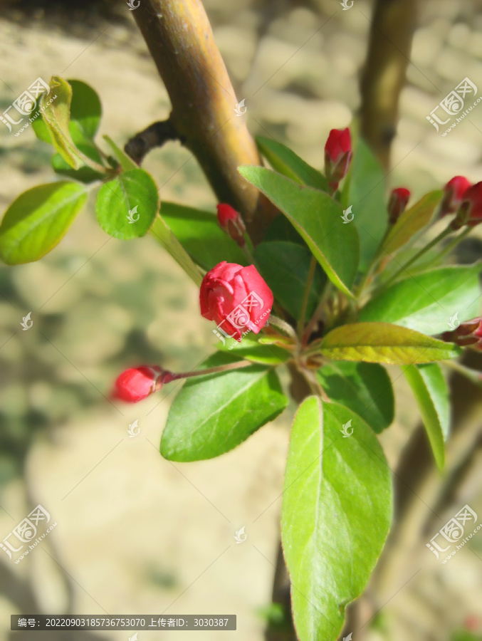 桃花花苞