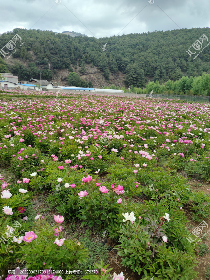 芍药花圃