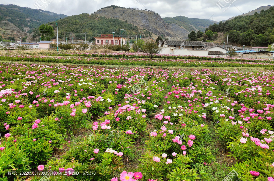 芍药花景点