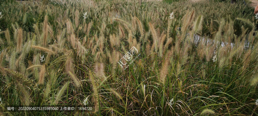 野草地