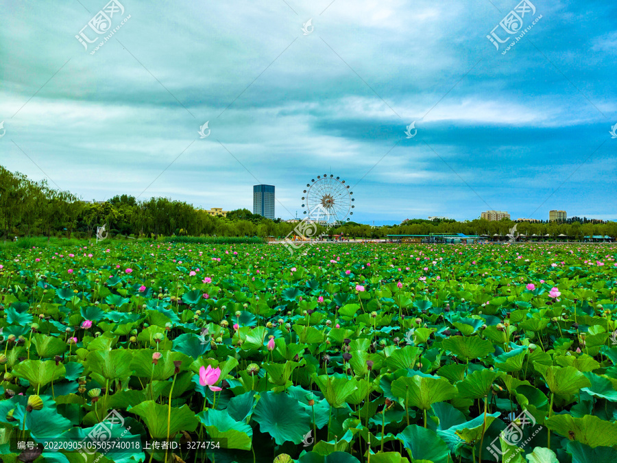 风荷日丽