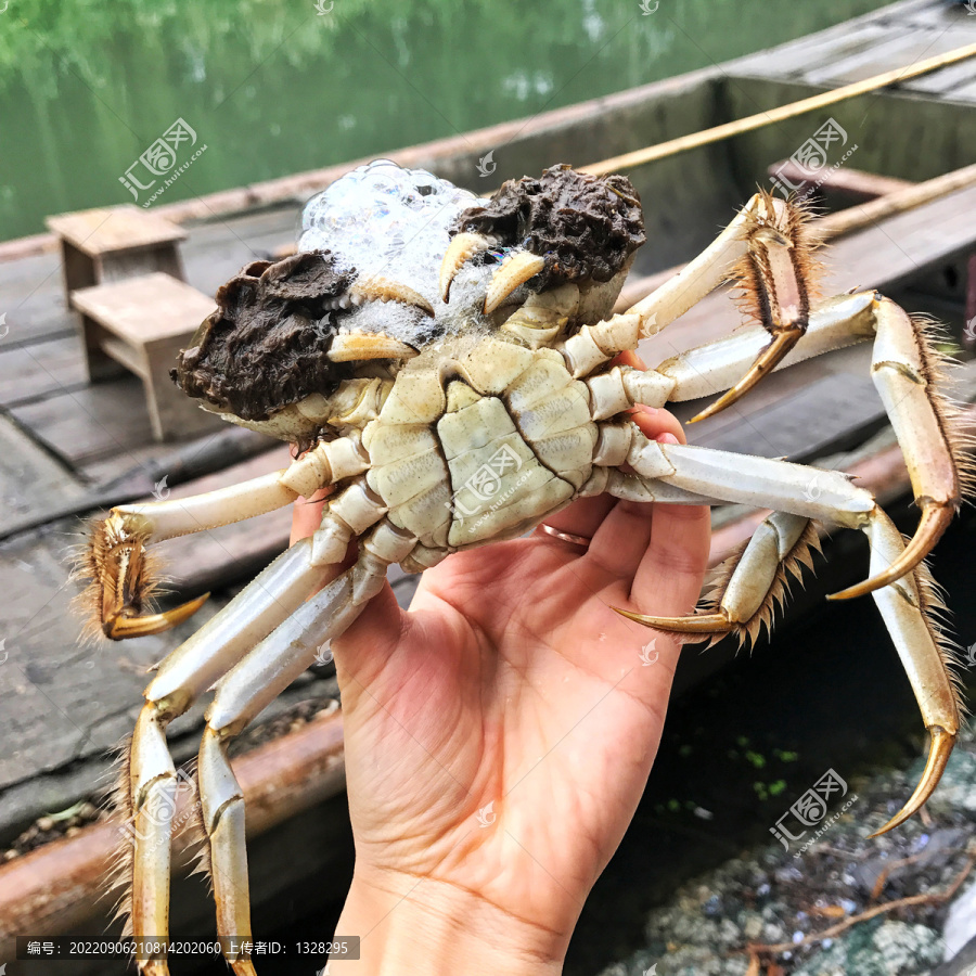 活大闸蟹