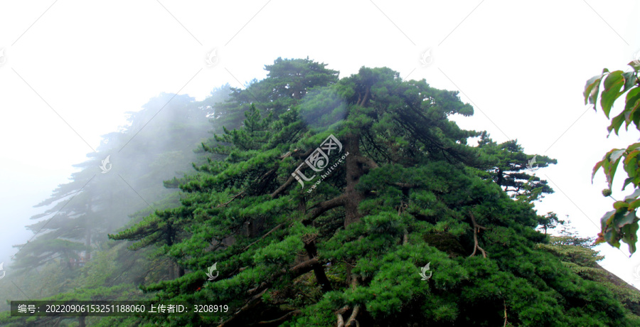 茂密翠绿的黄山松