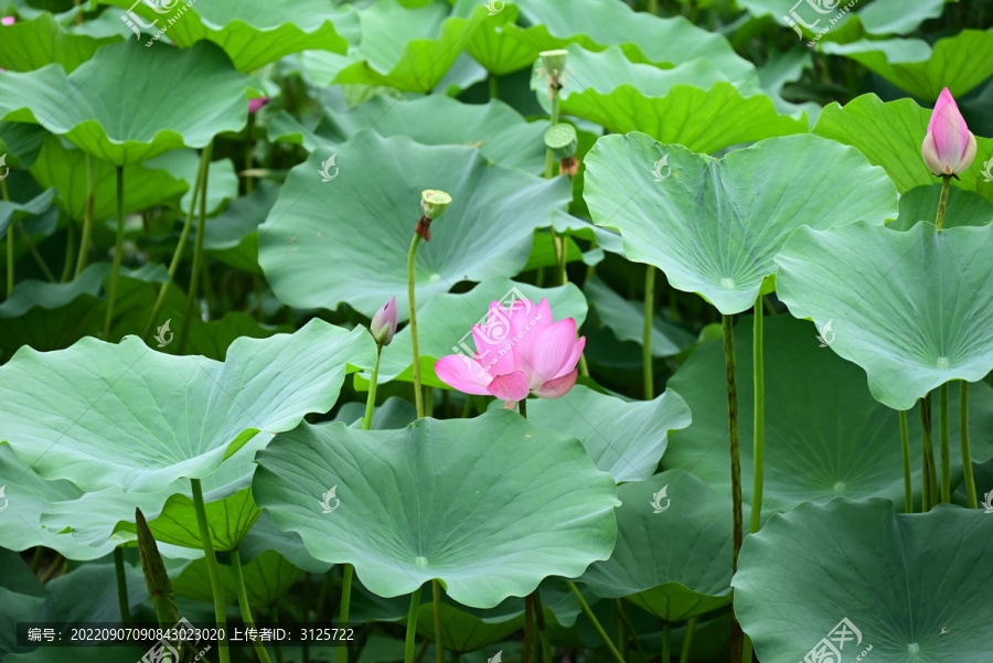 荷花