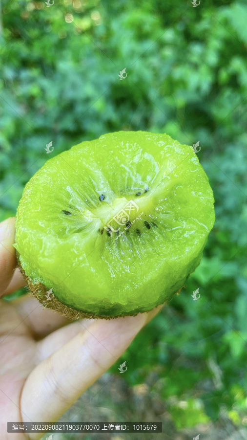 翠香猕猴桃