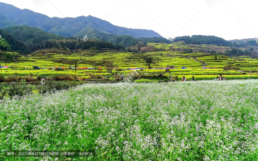 山地油菜花