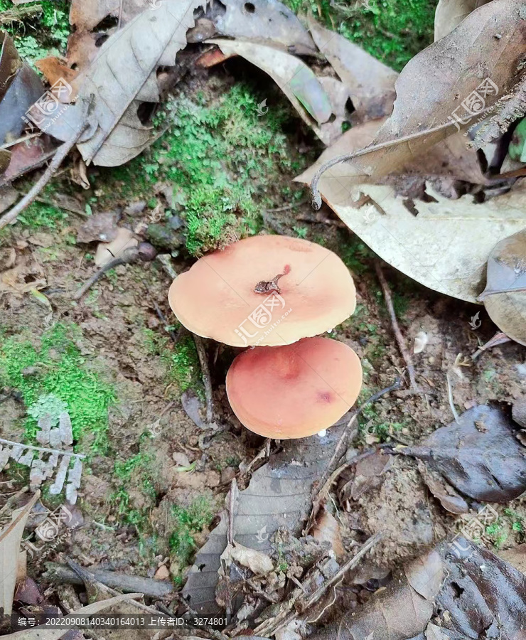 奶浆菌野生菌