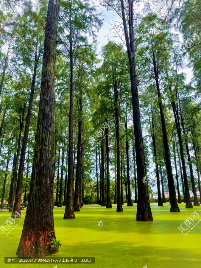 绿意小树林