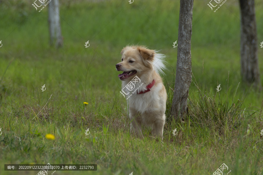 一只在草地上玩耍的小狗