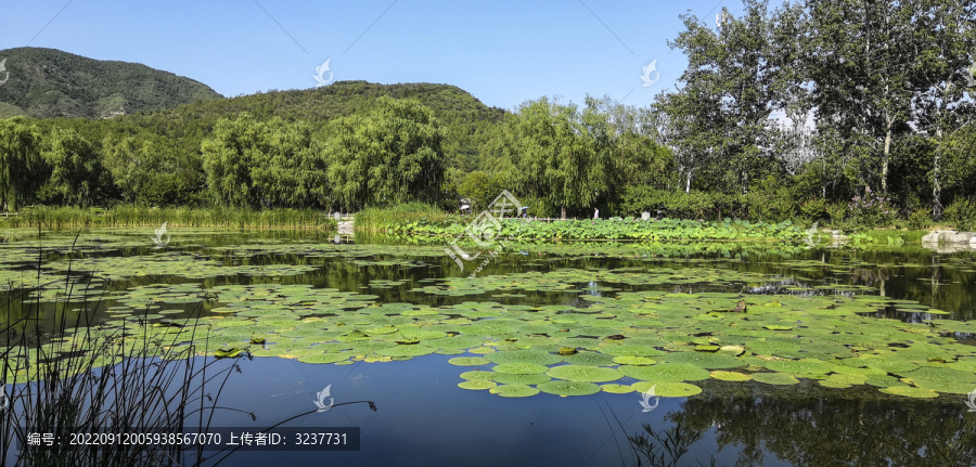 北京植物园湖上的睡莲