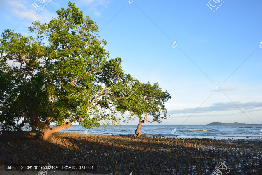 菲律宾吉马拉斯岛上的红树林