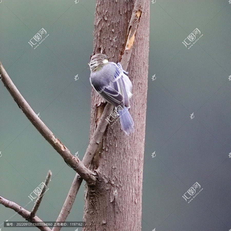 山雀觅食