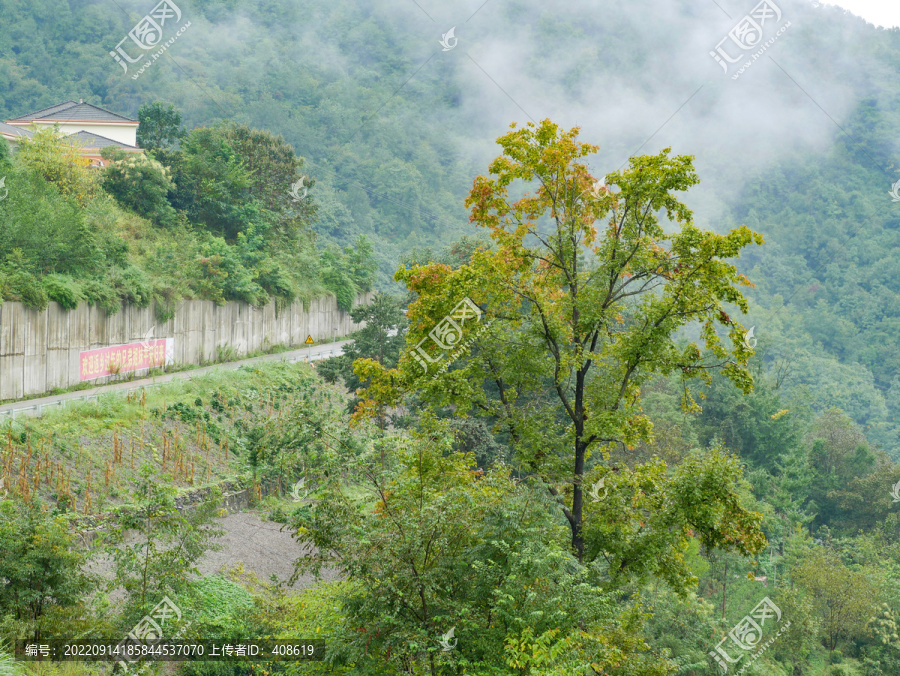 大树