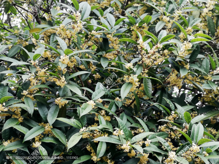 桂花树