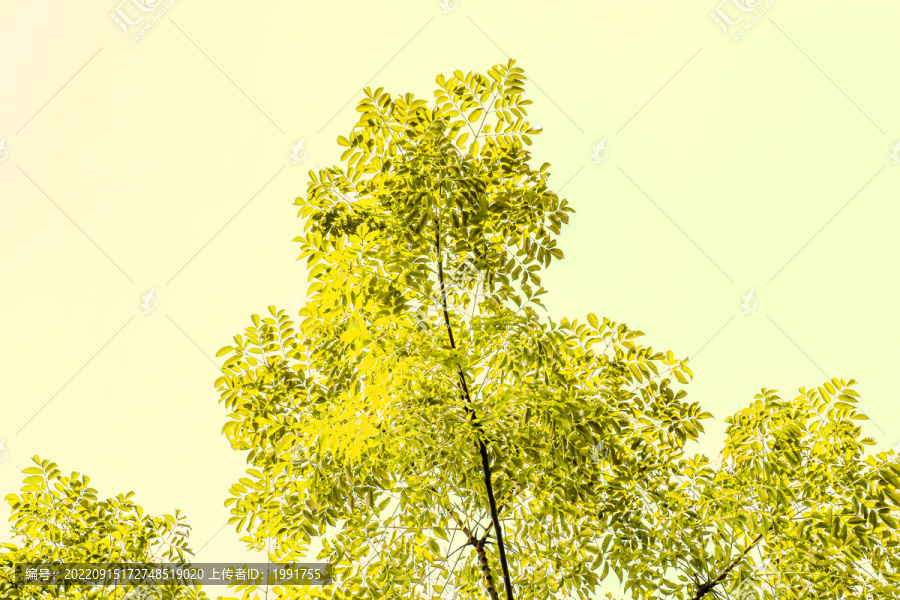 金色树叶金黄色树林