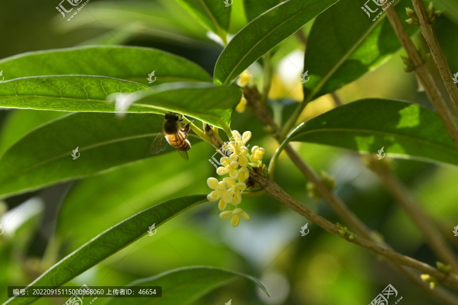 桂花特写