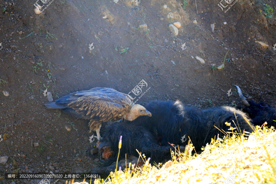青藏高原秃鹫神鸟猛禽进食