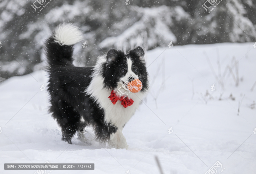 雪地里撒野的边牧