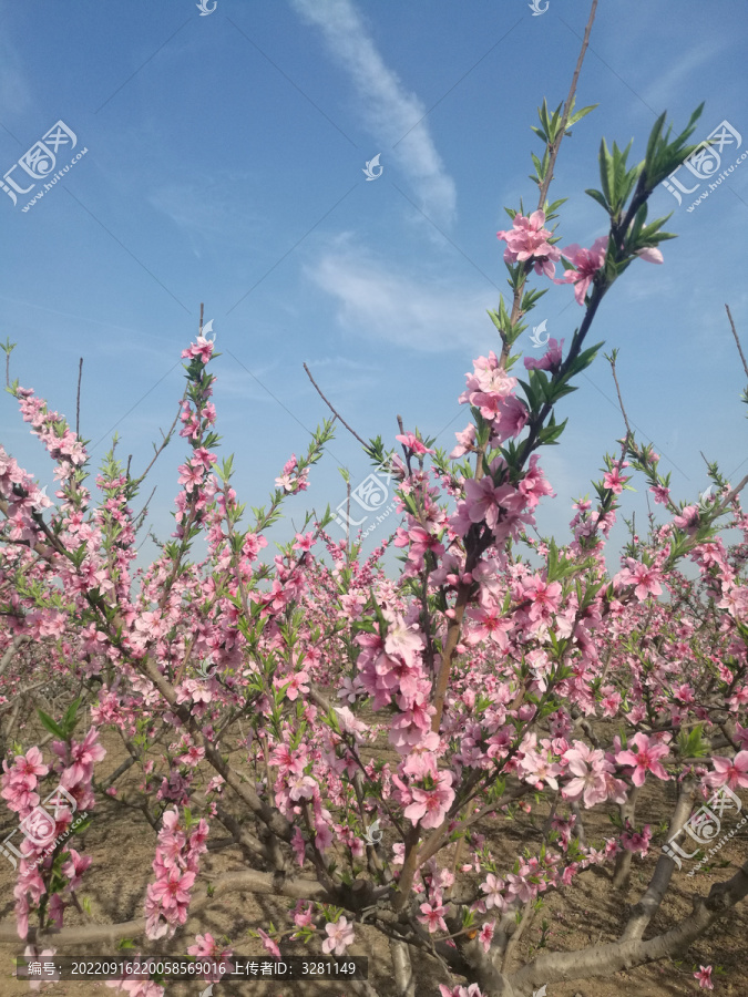 桃花朵朵开