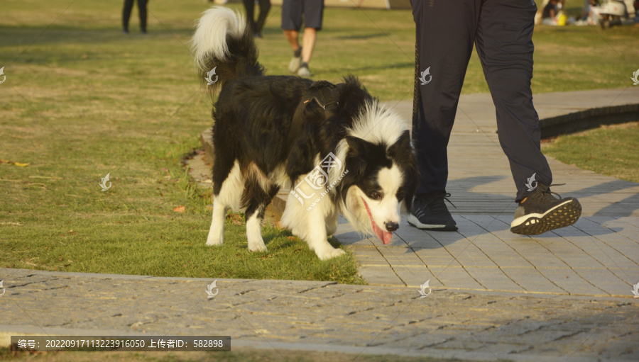 户外玩耍的狗狗