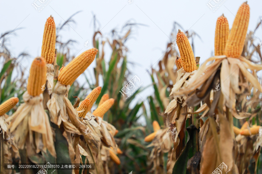 秋收玉米地