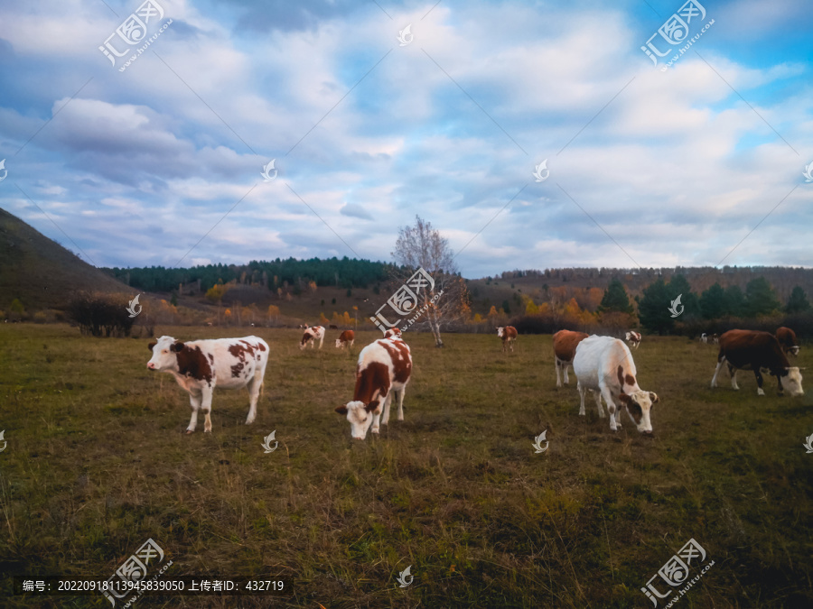 秋季草原牛群放牧