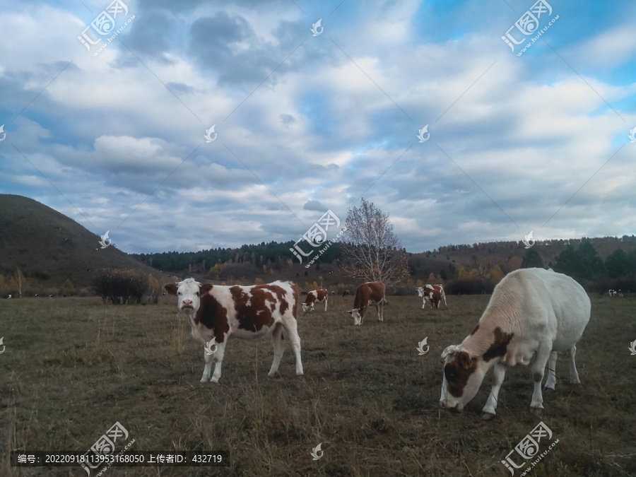 草原秋季牛群放牧