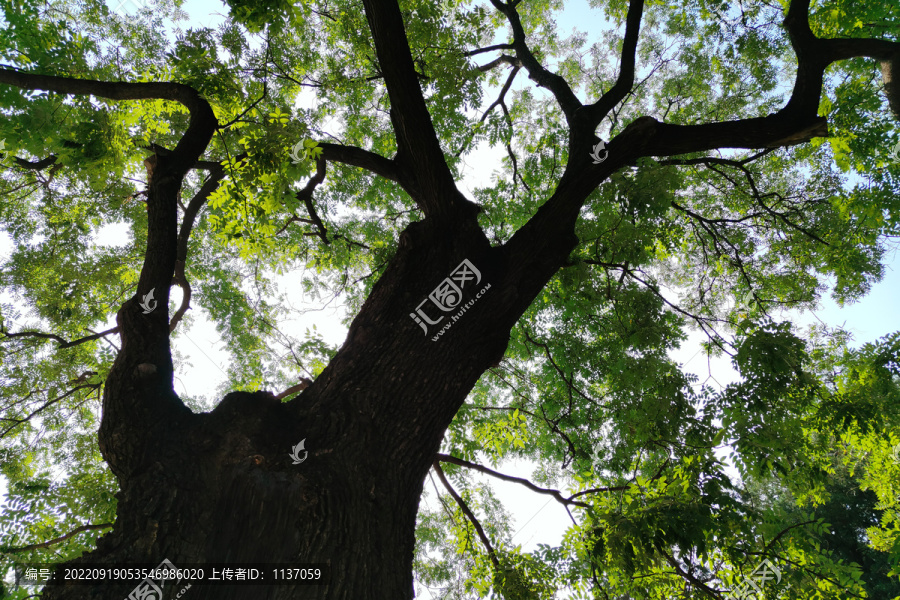 北京景山公园寿皇殿建筑群古树