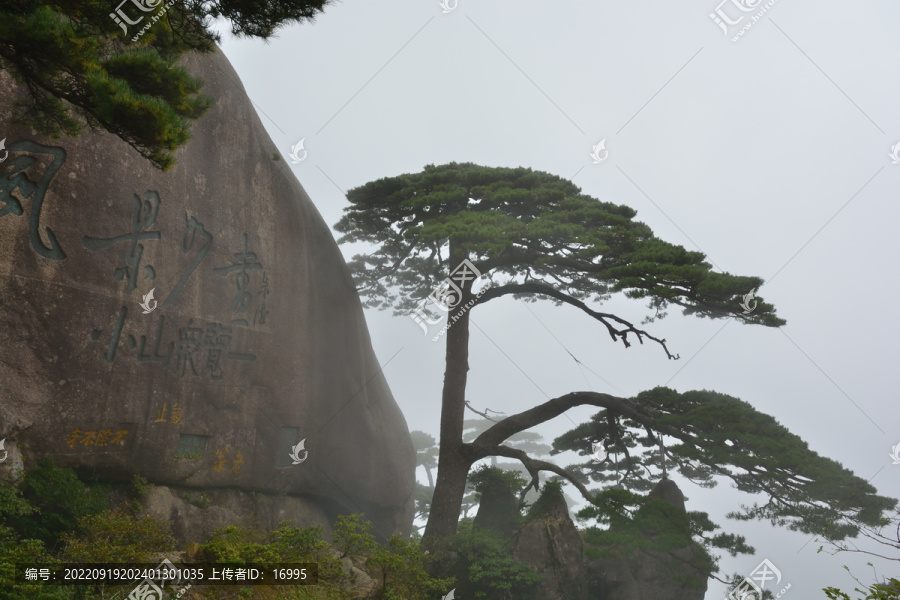 黄山迎客松