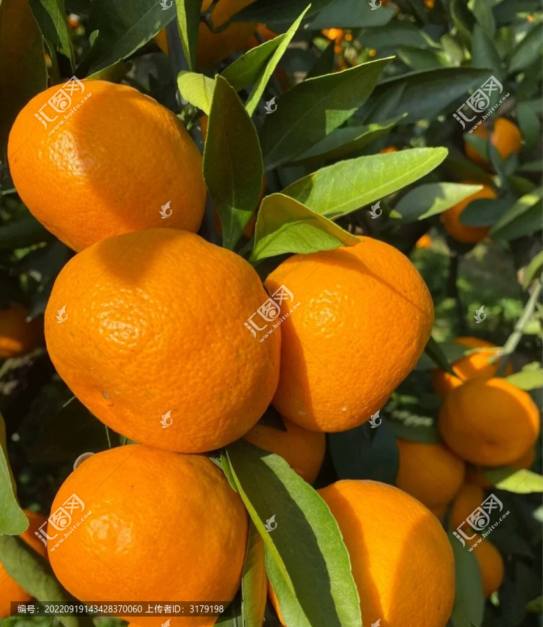 树上是橘子