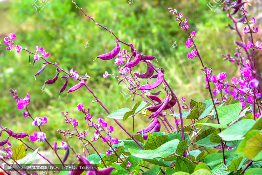 紫扁豆