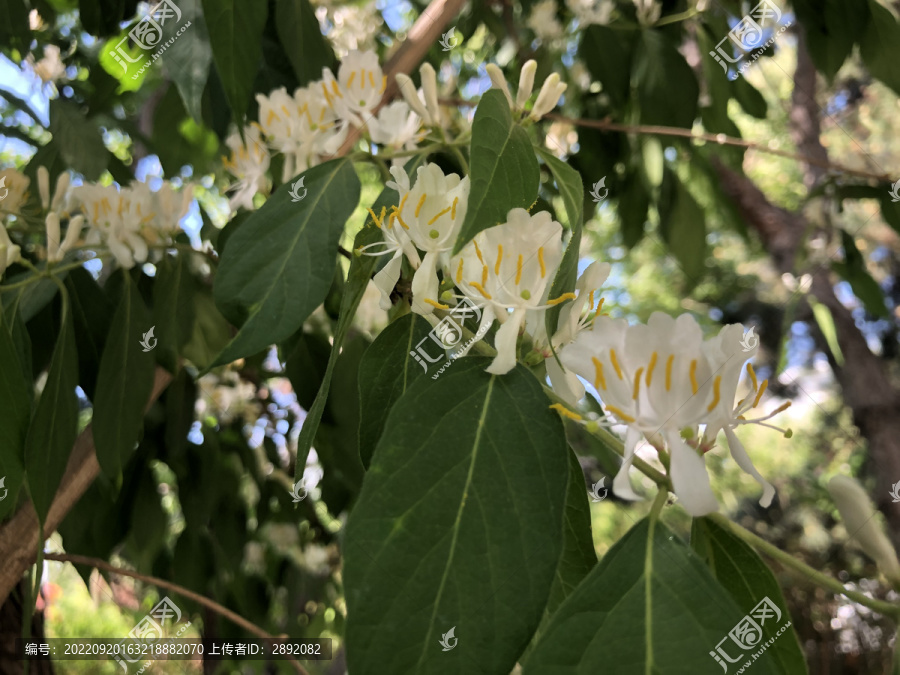 盛开的金银忍冬花