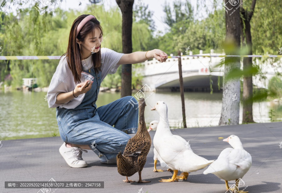 在公园里喂鸭子的甜美东方女孩