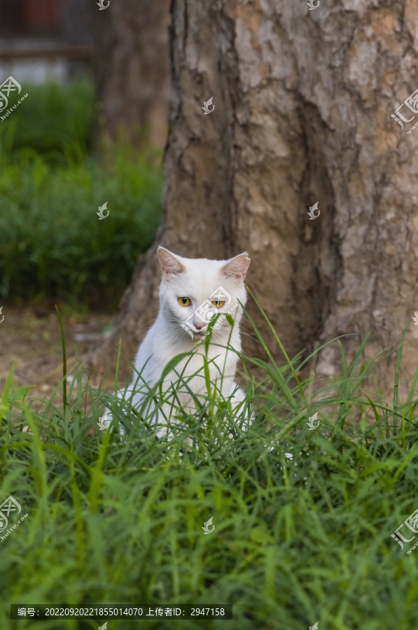 颐和园里的小野猫