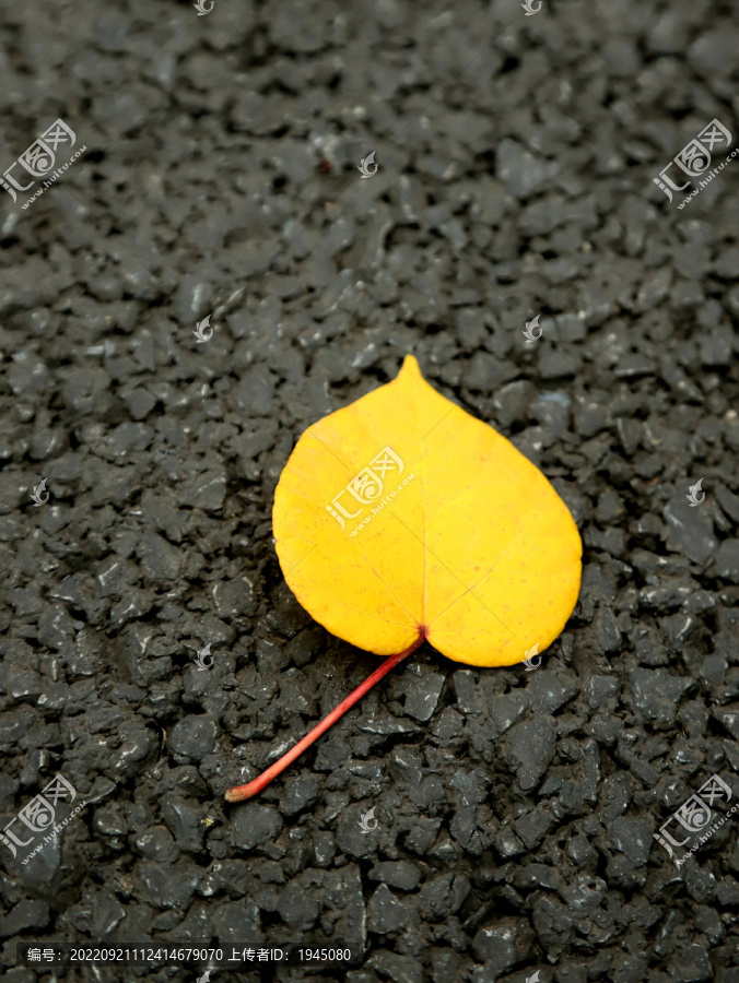 地面一片落叶