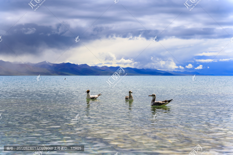 西藏拉萨纳木措咸水湖棕头鸥