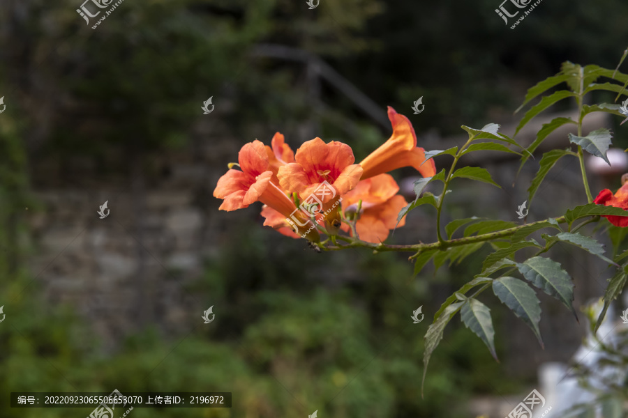 一枝凌霄花图片下载