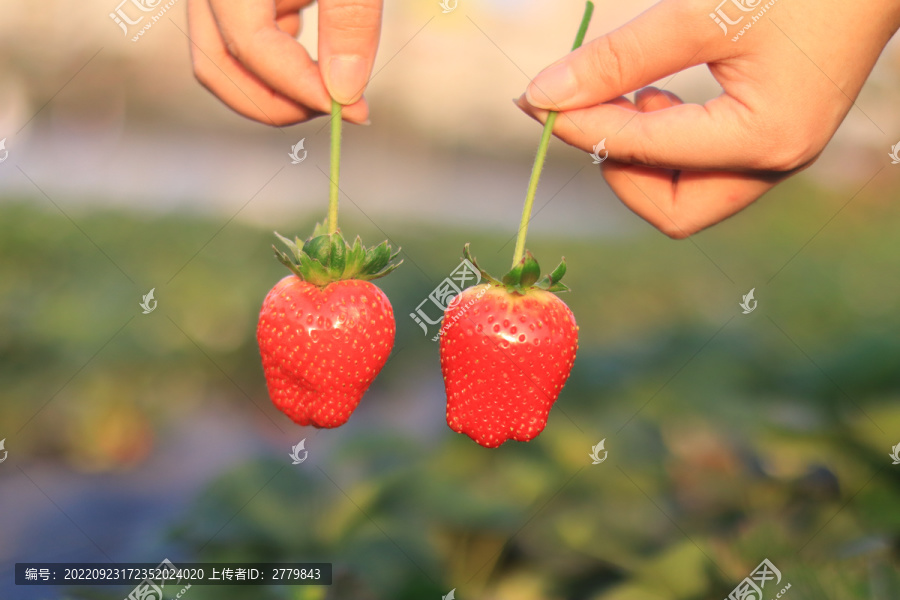 特写摘草莓菜园手