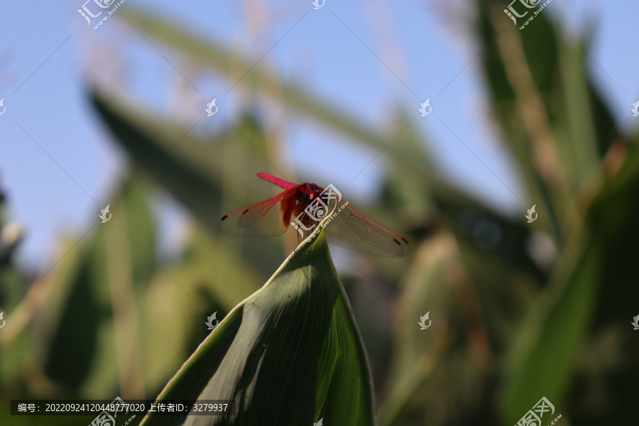 挺立在叶片上的红蜻蜓