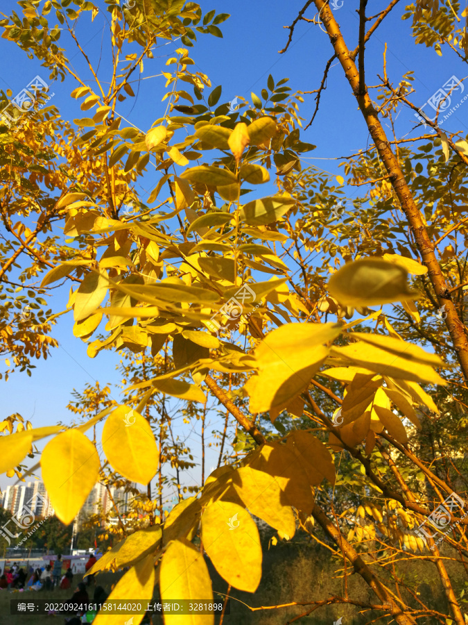 秋天金黄色的树叶好美啊