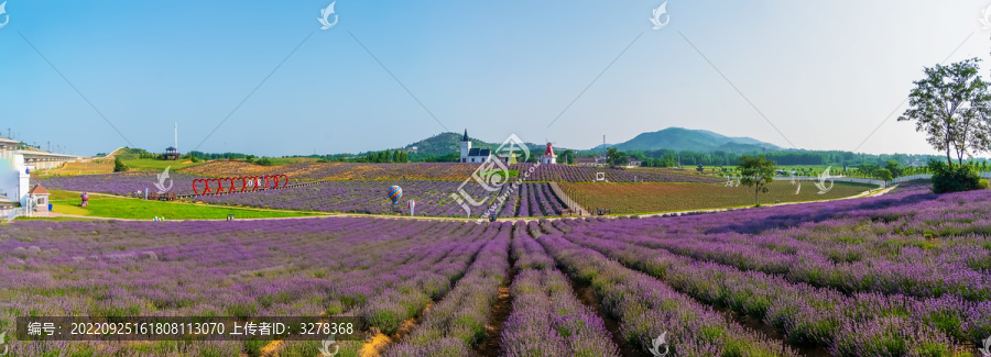 尖山湖薰衣草园