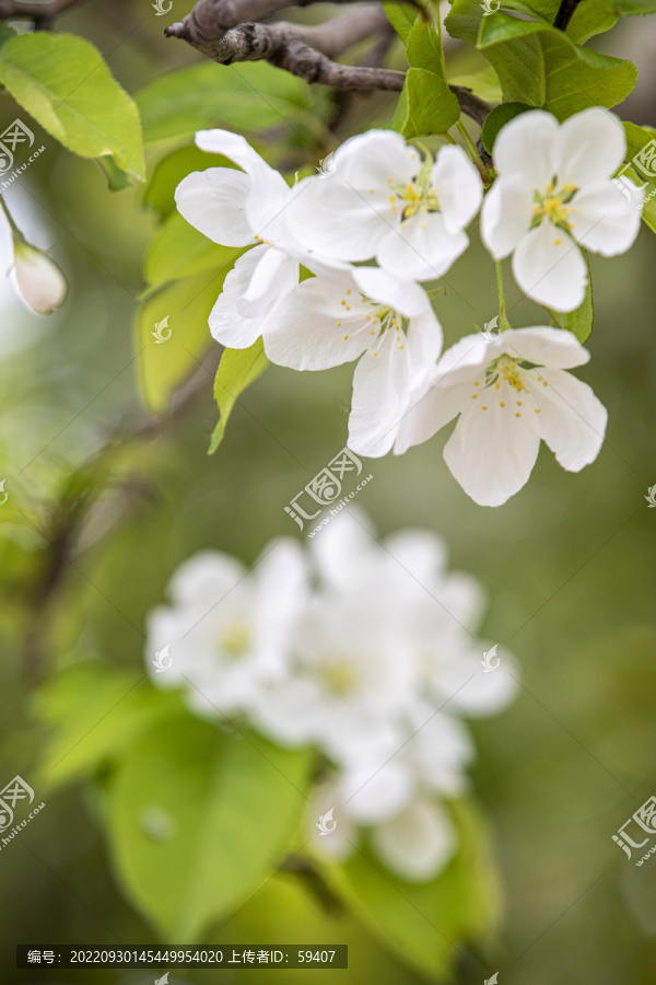 白色的西府海棠花