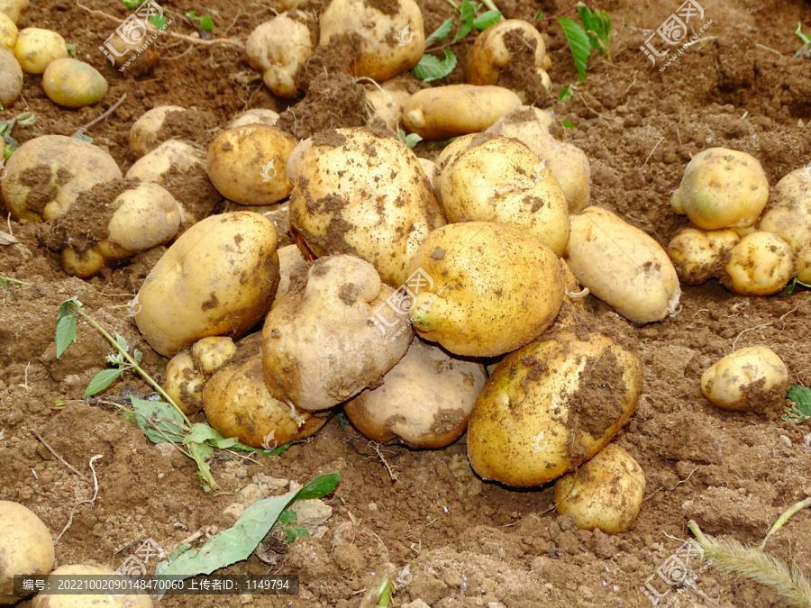 土豆丰收