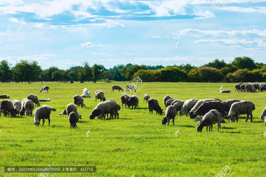 夏天草原羊群吃草