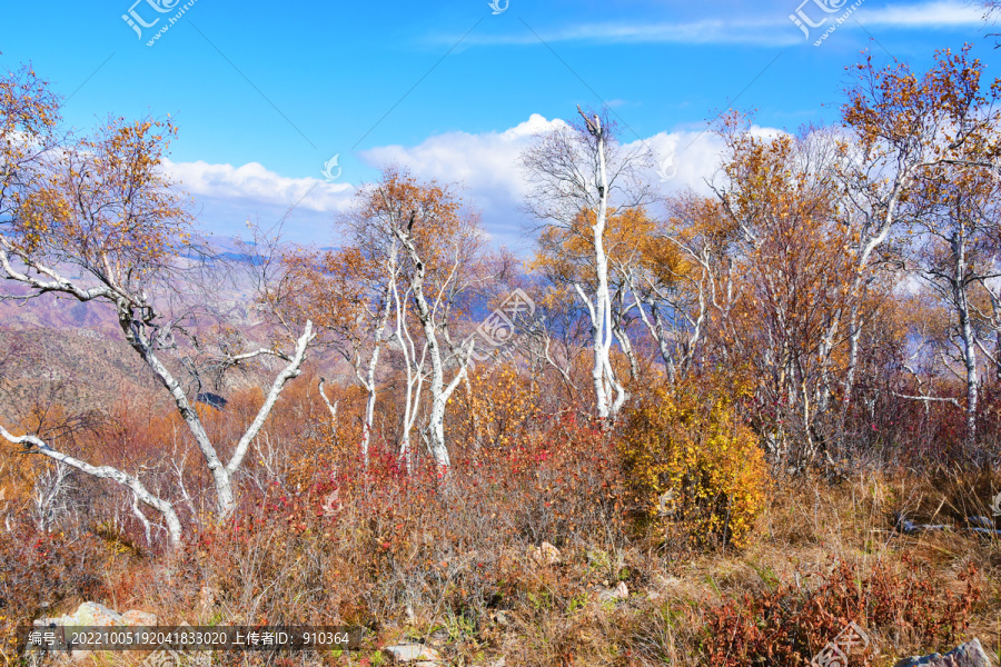 丛林风景