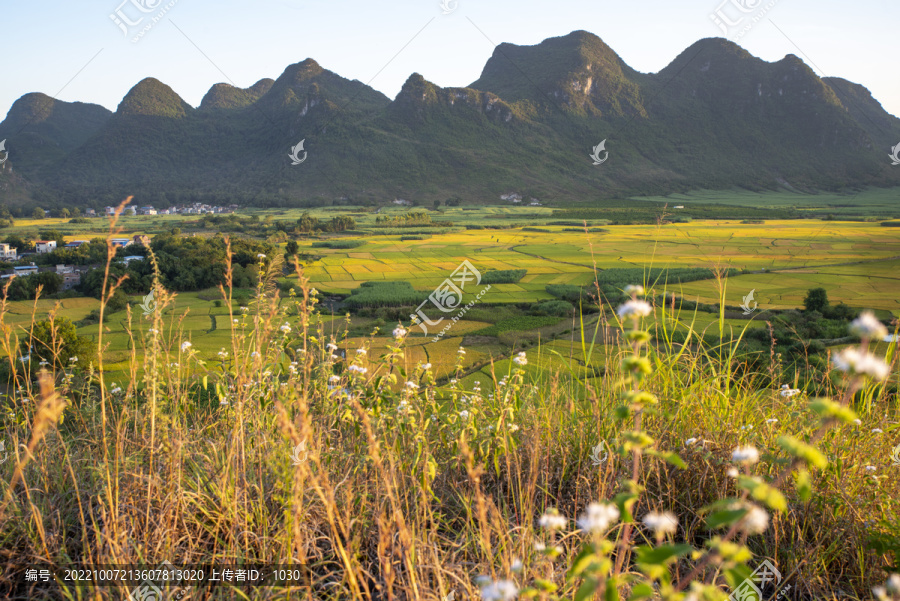 水稻种植乡村农村风景